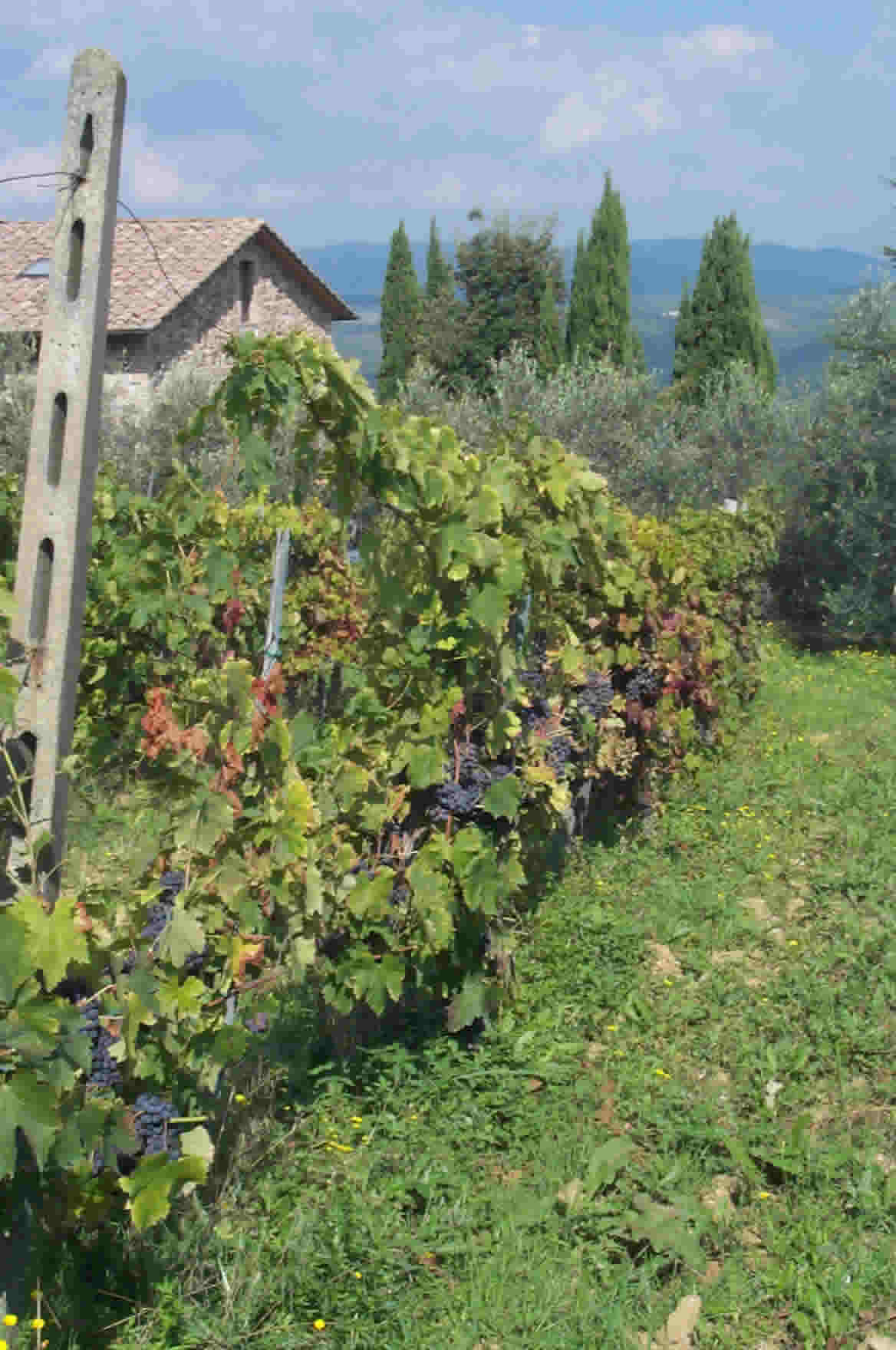Vineyards