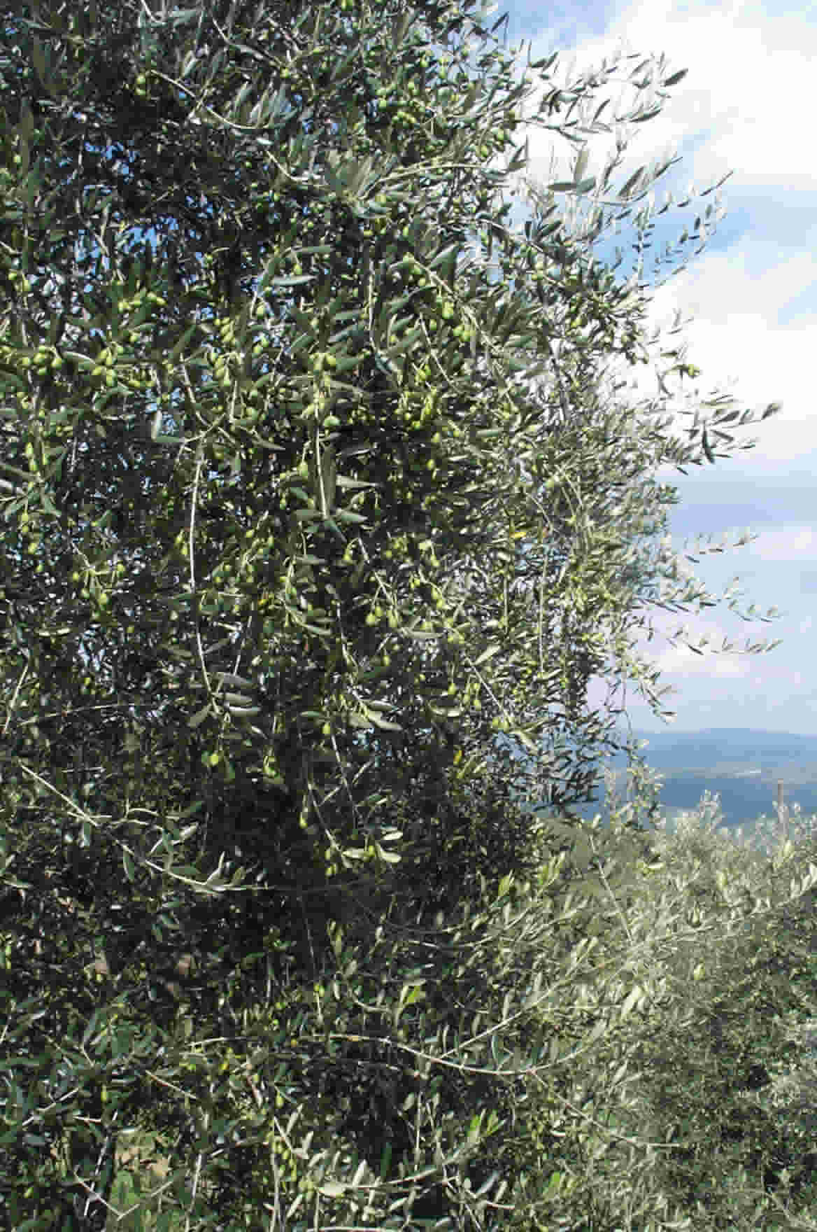 Olive tree