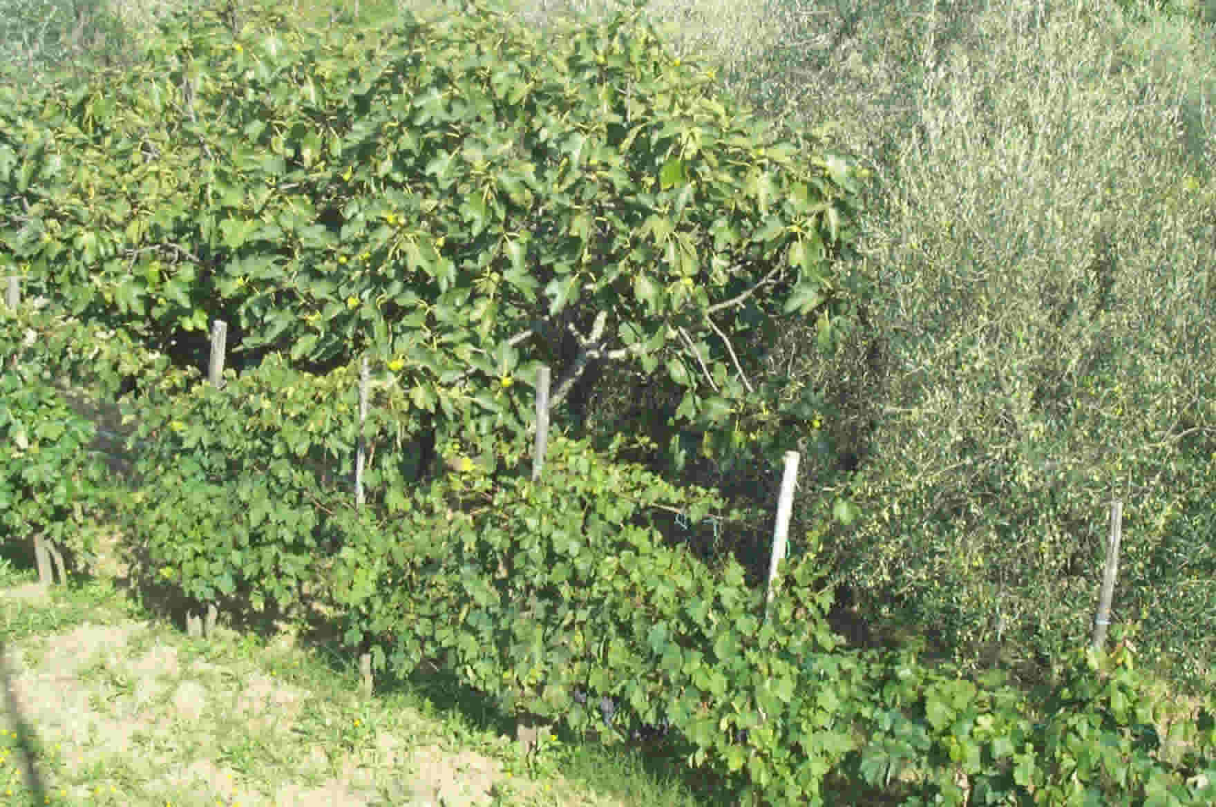 Figs, olives, and grapes