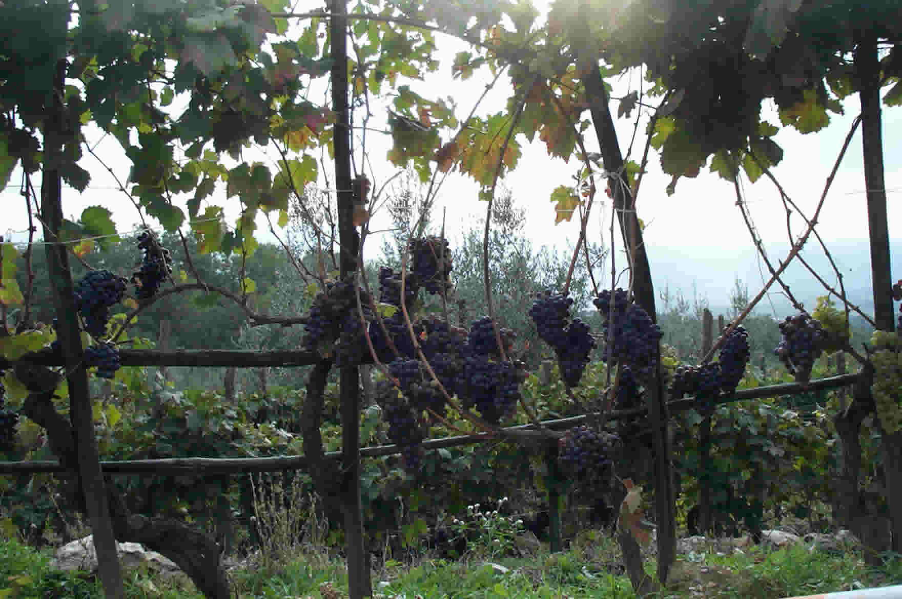 Grapes