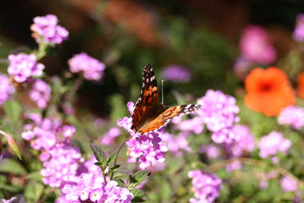 butterfly